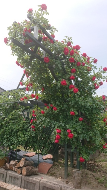 b0035611_21484466.jpg