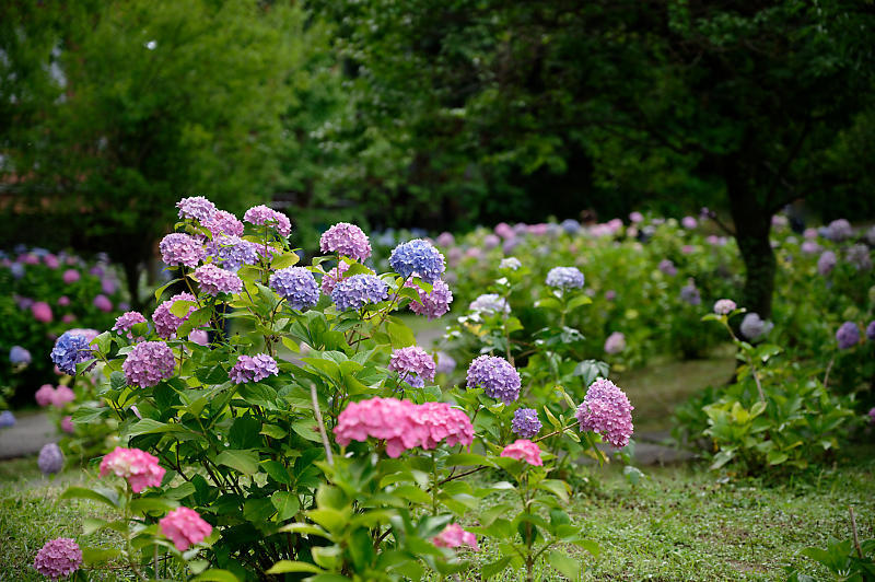 紫陽花@智積院_f0032011_19280866.jpg
