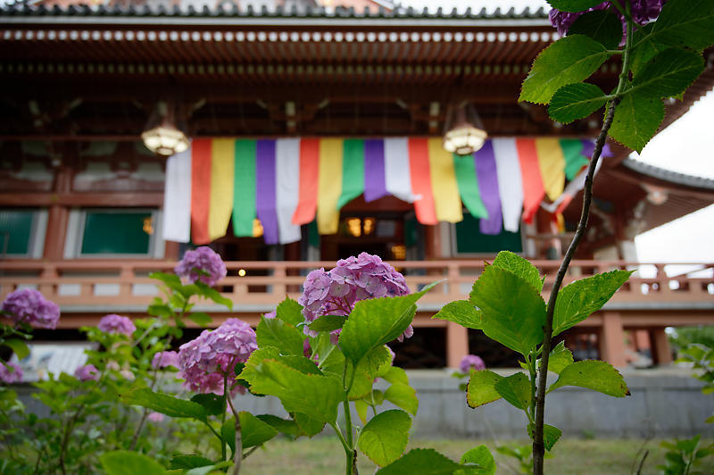 紫陽花@智積院_f0032011_19280915.jpg