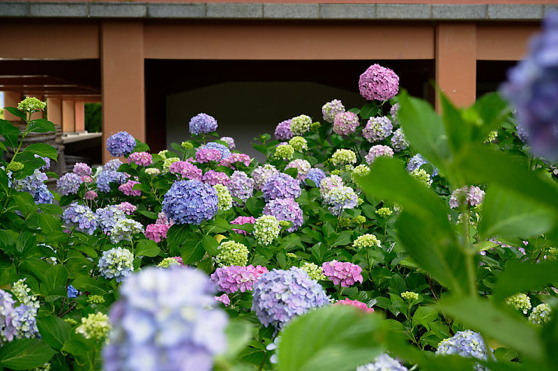 紫陽花＠智積院_f0032011_19280927.jpg