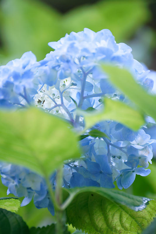 紫陽花@智積院_f0032011_19280950.jpg