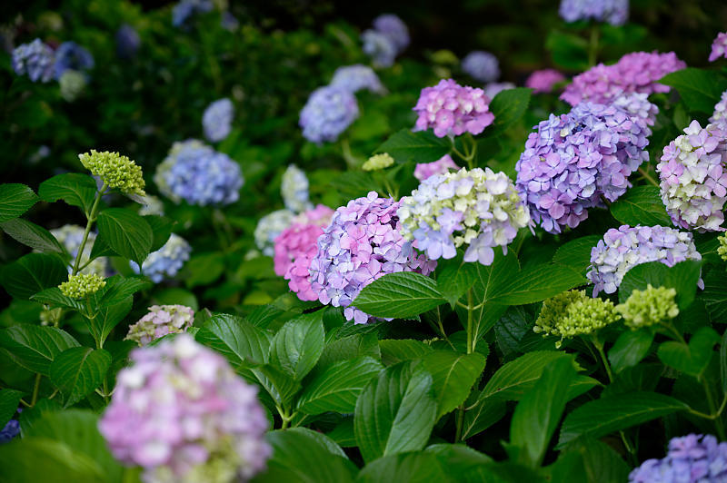 紫陽花@智積院_f0032011_19280980.jpg