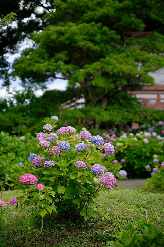 紫陽花@智積院_f0032011_19313526.jpg