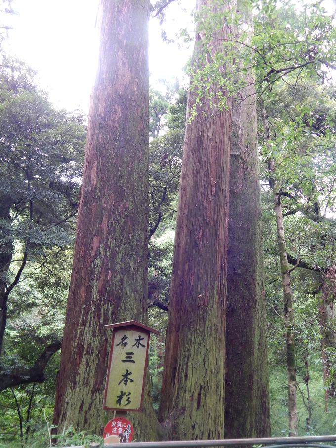 雨が似合うお花２_b0352112_2132498.jpg