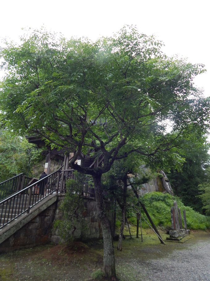 雨が似合うお花２_b0352112_21371654.jpg