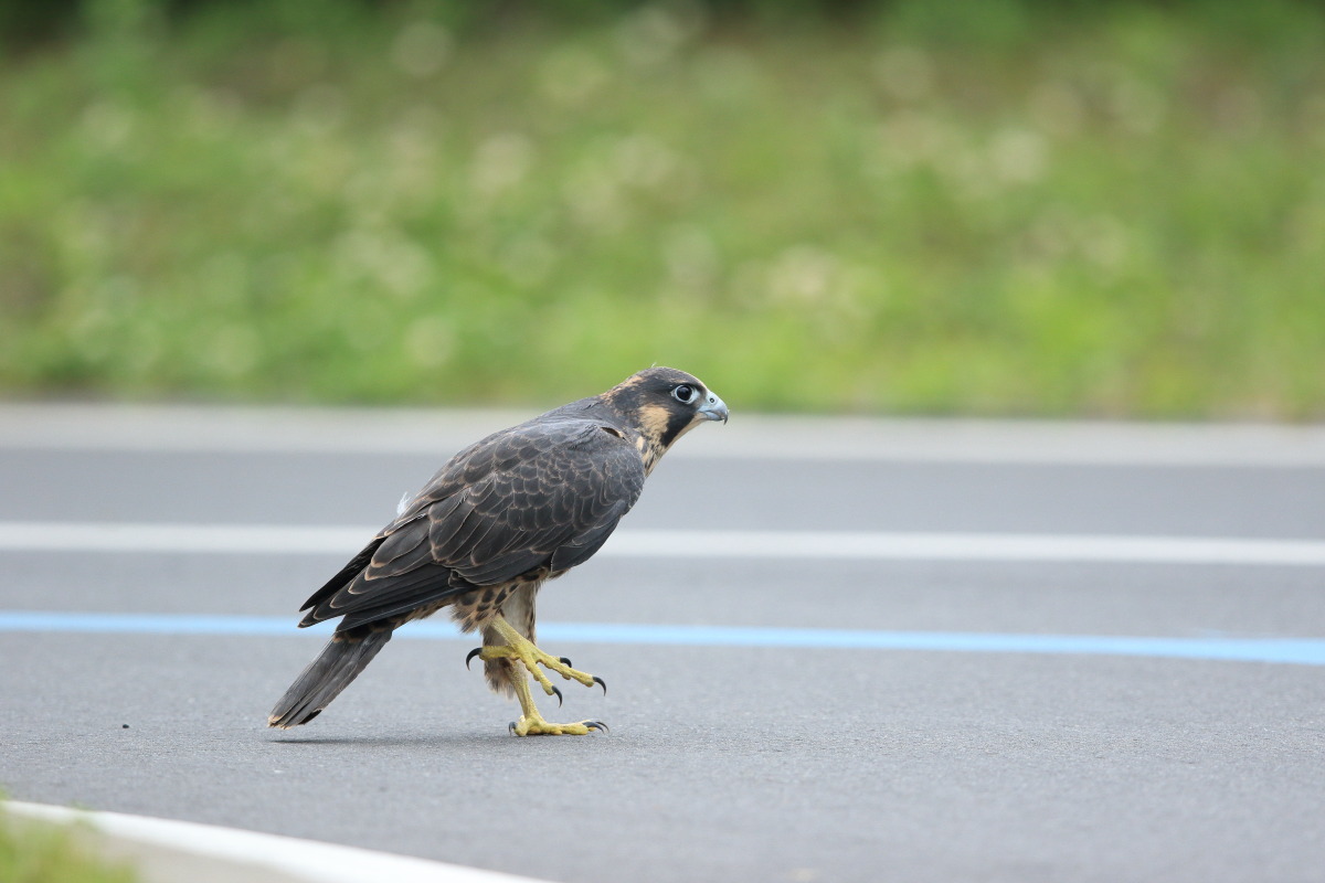 ハヤブサ 幼鳥 地上は危険がいっぱい_f0369315_22295321.jpg
