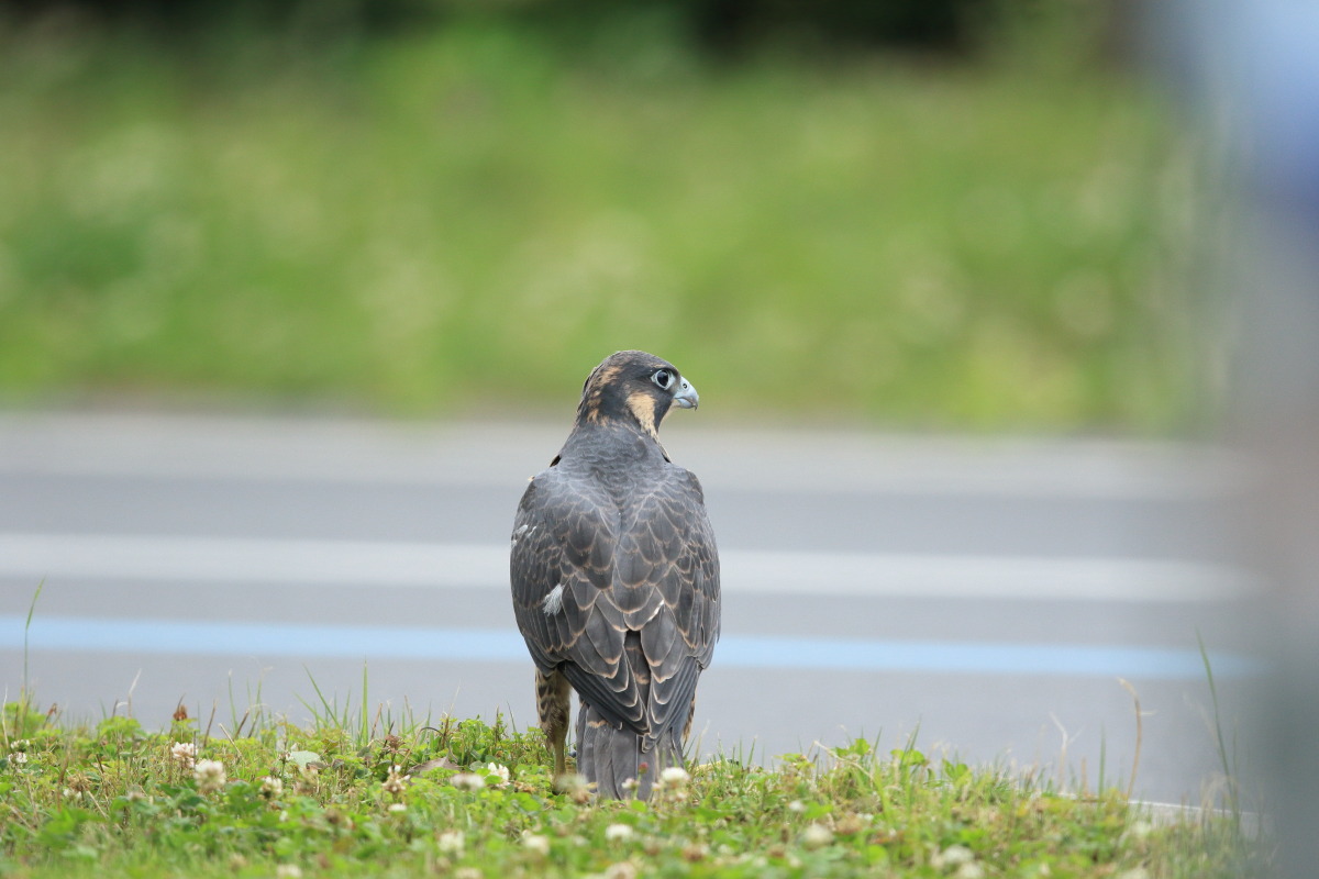ハヤブサ 幼鳥 地上は危険がいっぱい_f0369315_22295338.jpg