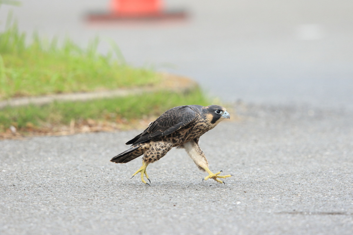 ハヤブサ 幼鳥 地上は危険がいっぱい_f0369315_22295437.jpg