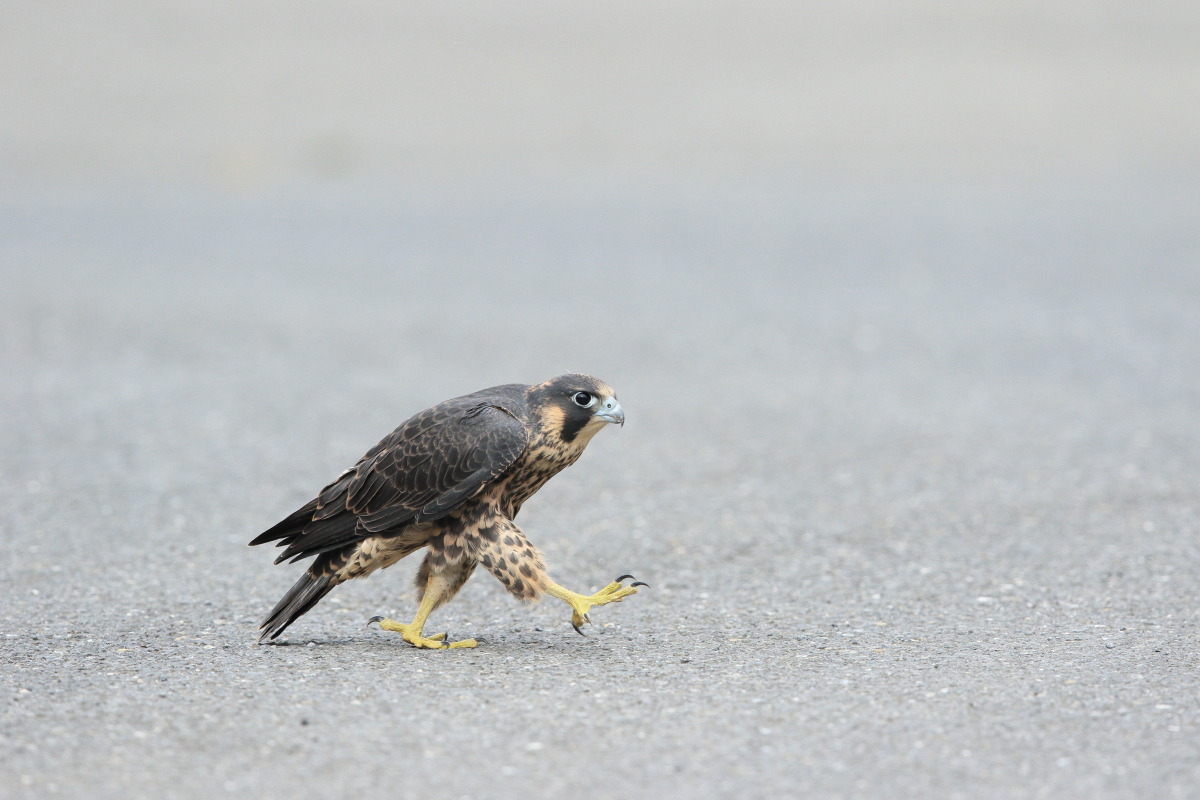 ハヤブサ 幼鳥 地上は危険がいっぱい_f0369315_22295466.jpg