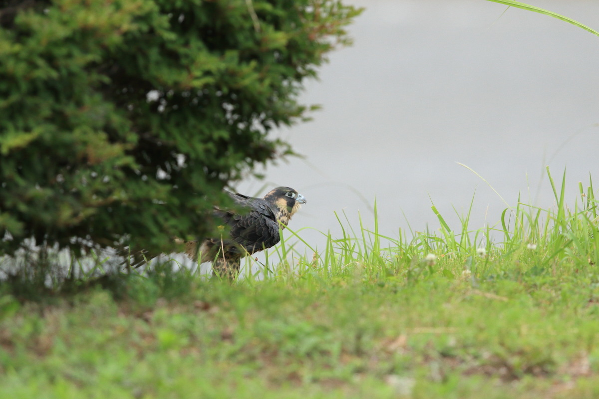 ハヤブサ 幼鳥 地上は危険がいっぱい_f0369315_22295482.jpg