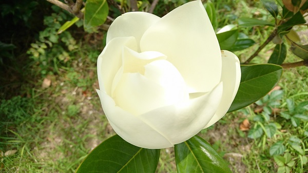 白い大きい花のこの子は ひとりごと