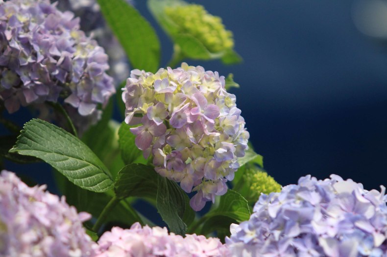 6月21日(金)　今日は70-200 f2.8で庭の花たちを_e0413832_13442968.jpg