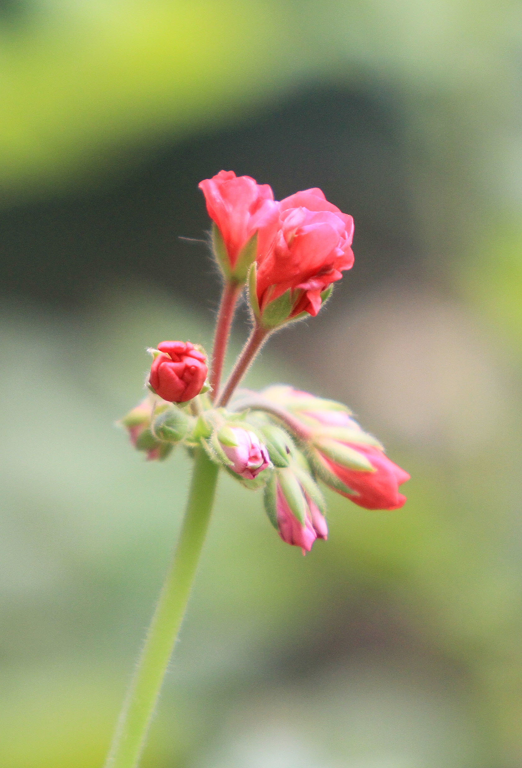 6月21日(金)　今日は70-200 f2.8で庭の花たちを_e0413832_13451742.jpg