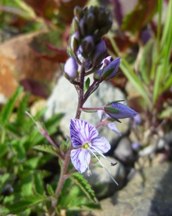 磐梯山の動植物_b0298935_22441374.jpg