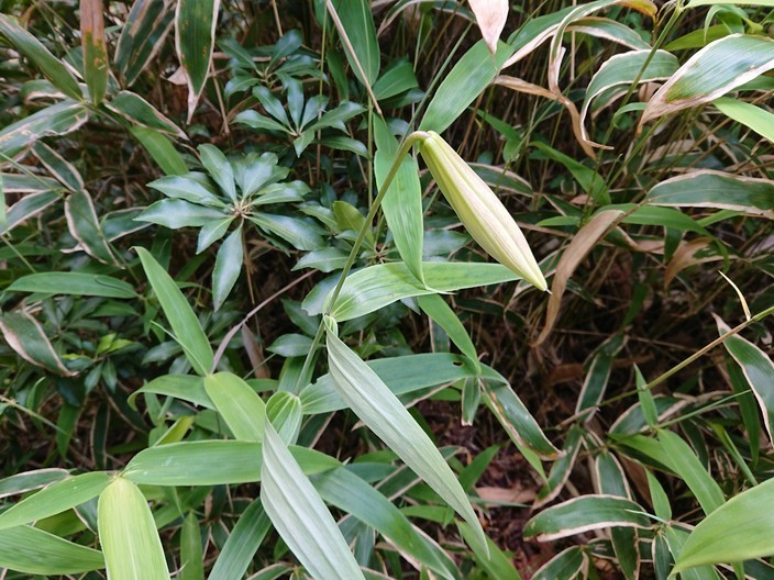 夏山トレーニング 『有馬三山』_c0218841_14582721.jpg