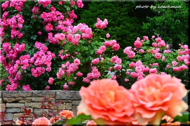 六月の薔薇（大通公園）_a0315942_21033098.jpg