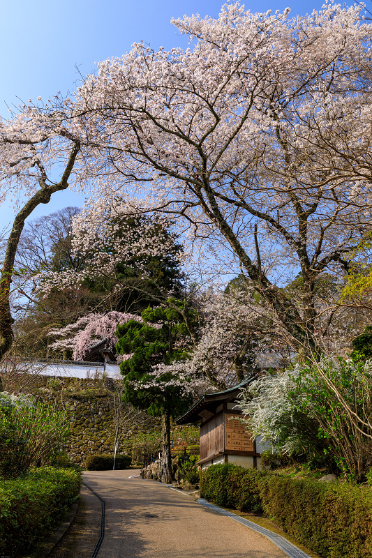 桜咲く奈良2019　桜に包まれた長谷寺_f0155048_2256745.jpg