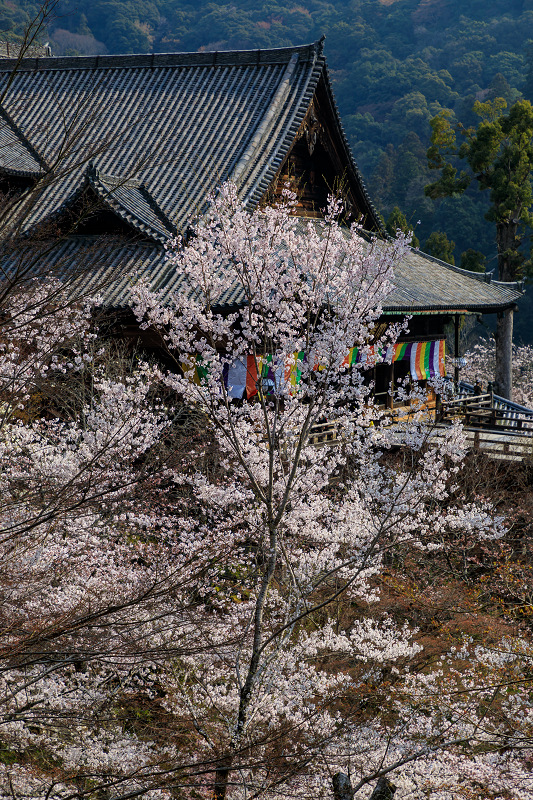 桜咲く奈良2019　桜に包まれた長谷寺_f0155048_2344636.jpg