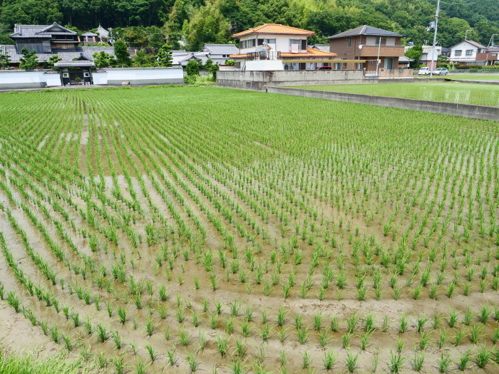 　　田園風景　　２０２３-０６-１５　００：００_b0093754_21011280.jpg