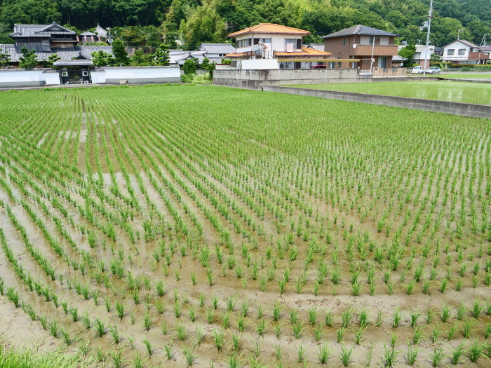 　　植田の風景　　２０１９-０６-２７　００：００ 　　 　　_b0093754_21011280.jpg