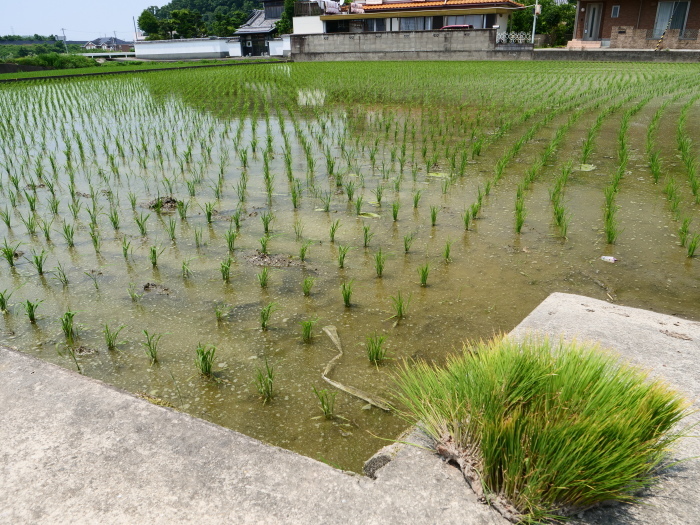 　　植田の風景　　２０１９-０６-２７　００：００ 　　 　　_b0093754_21014402.jpg