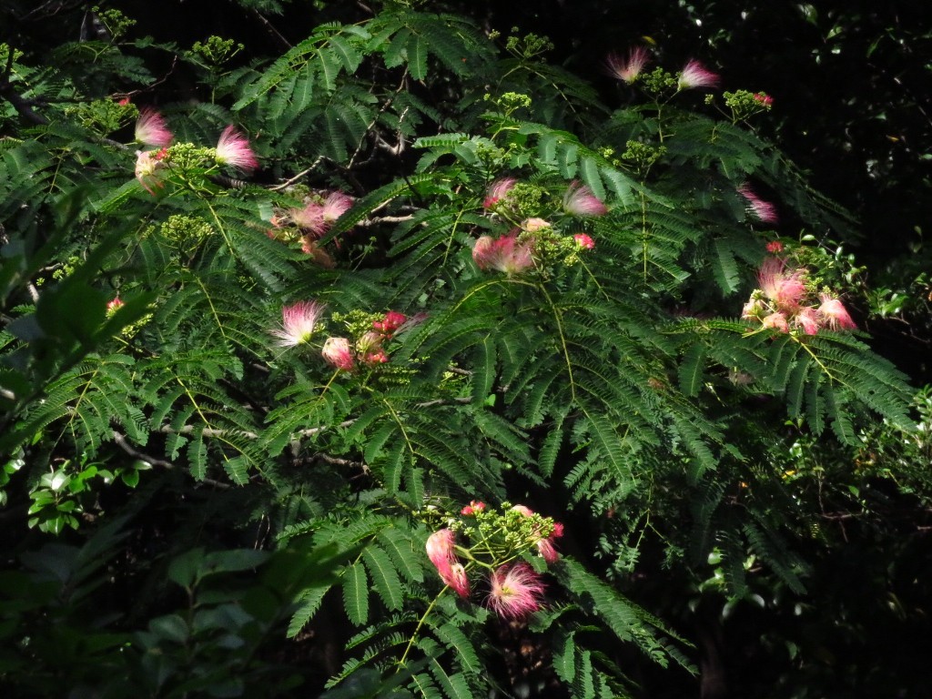 a0018655_13591265.jpg