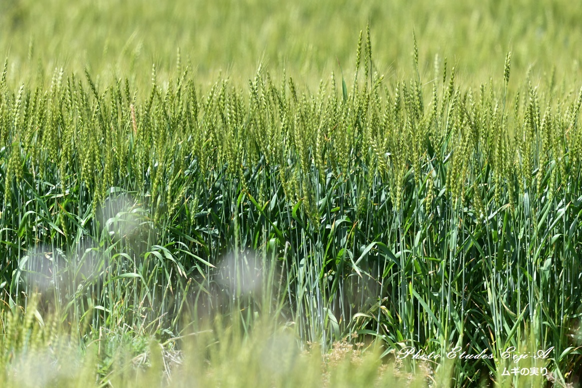 e0365355_00093771.jpg