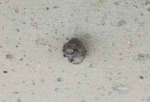 @@~久しぶりにキャタピー☆(青虫です^^;)_e0001558_18470932.gif