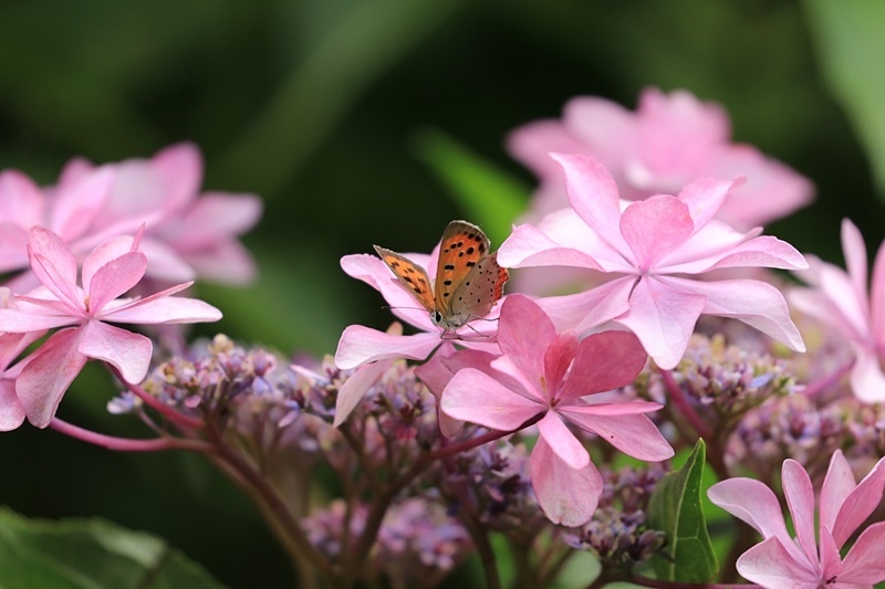 紫陽花とベニシジミとベビーカマキリ♪_a0167759_11313127.jpg