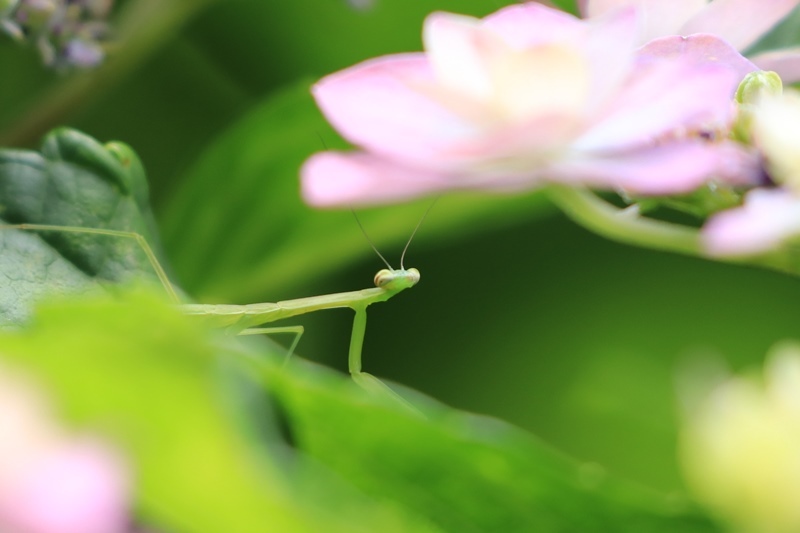 紫陽花とベニシジミとベビーカマキリ♪_a0167759_11360849.jpg