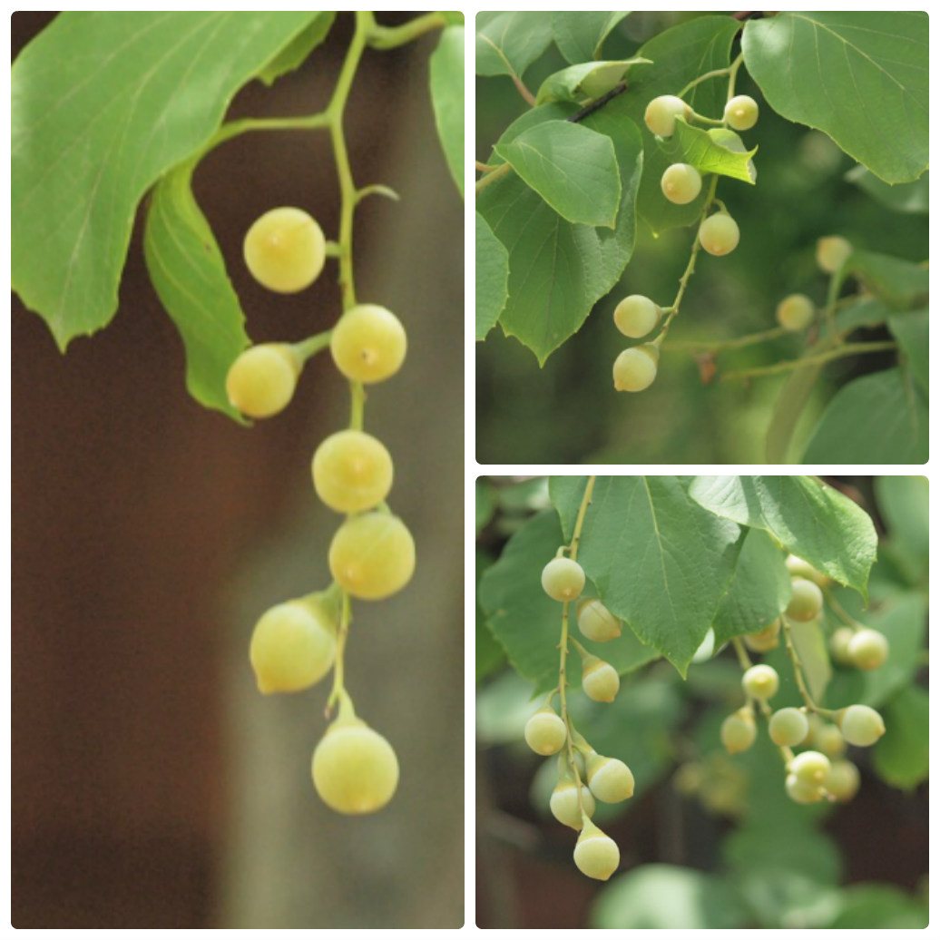 『木曽川水園の花と実達～』_d0054276_2014348.jpg