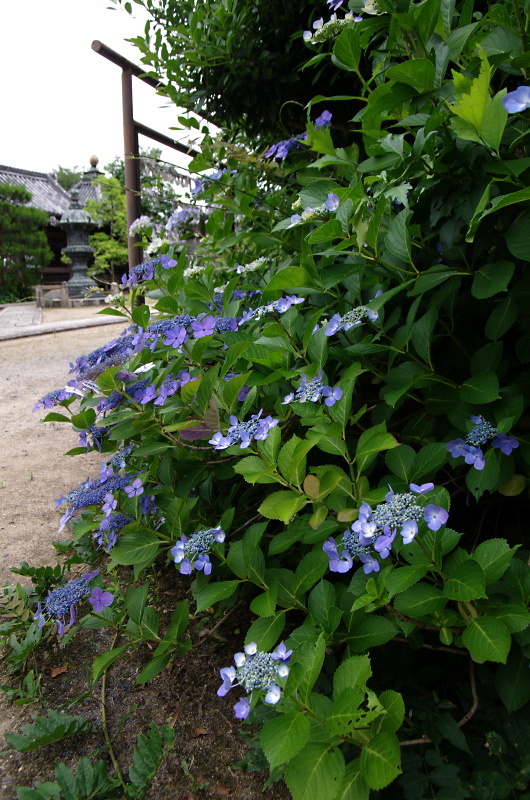 c0382798_10320232.jpg