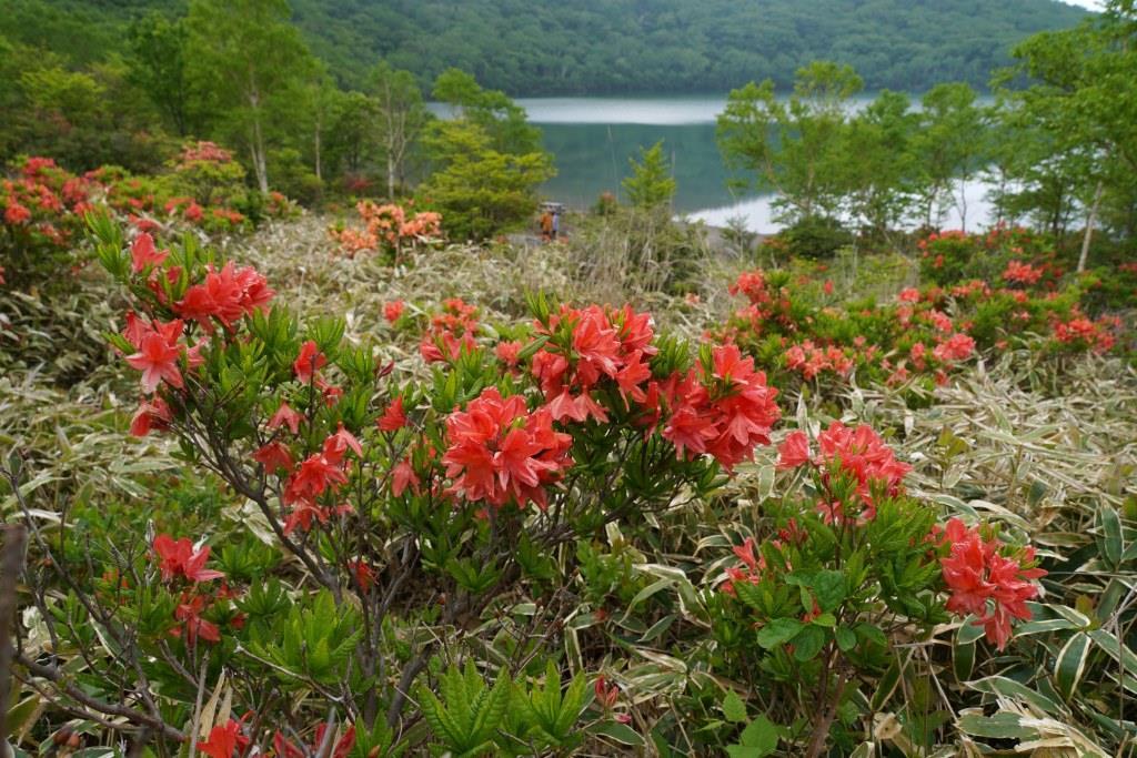 2019/6/20 ツツジ咲く赤城山『新坂平・覚満淵・黒檜山』ガスだけど気分爽快_a0340812_20031422.jpg