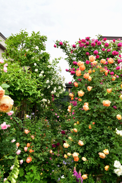 d0380314_14582776.jpg
