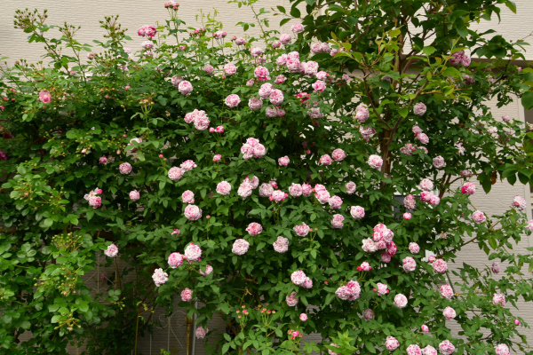 d0380314_14585132.jpg