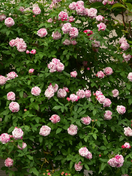 d0380314_14585474.jpg