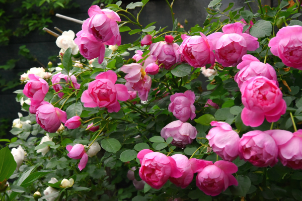 d0380314_15041738.jpg
