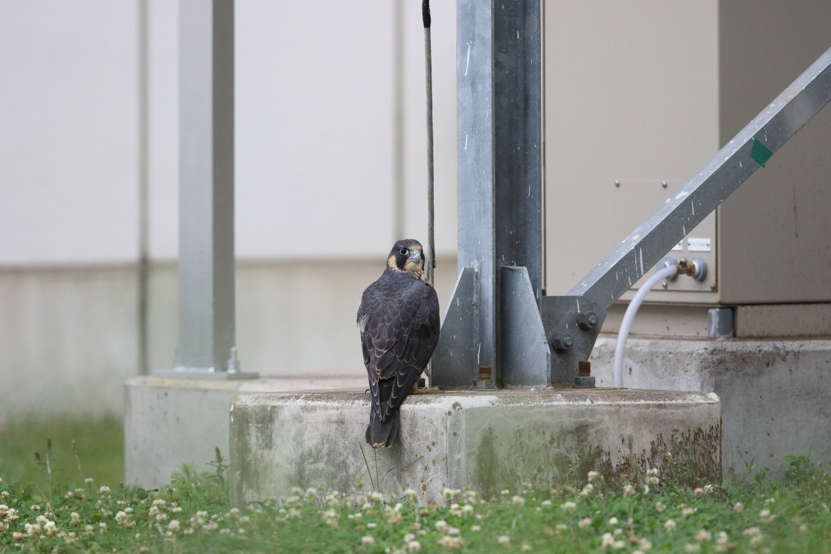 ハヤブサ 幼鳥の消息不明_f0369315_19315802.jpg