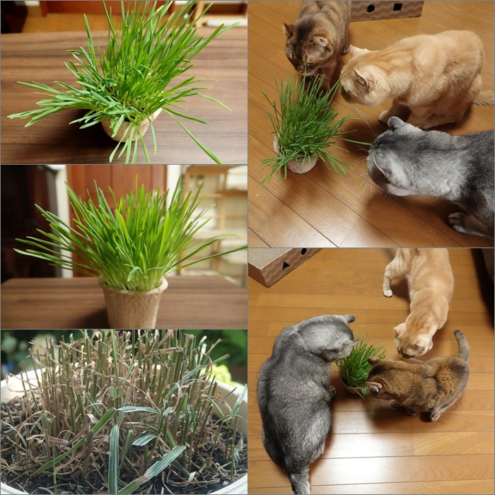 大好きな庭の猫草がお疲れの模様なので代用品 種から猫草 を育てて与えた 19 6 21 In Tokyo むっちゃんの花鳥蝶風月 鳥 猫 花 空 山