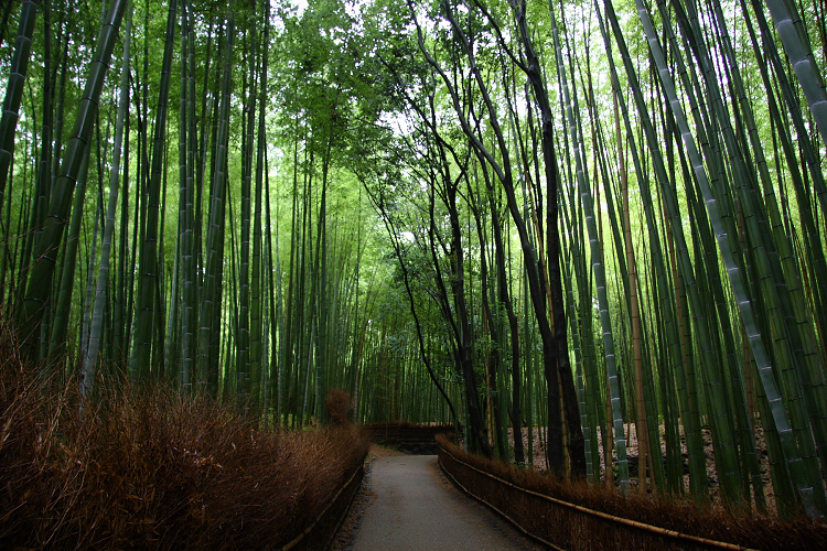 京都回顧 初夏の花咲くお寺－深緑の野宮神社－ _b0169330_16163045.jpg