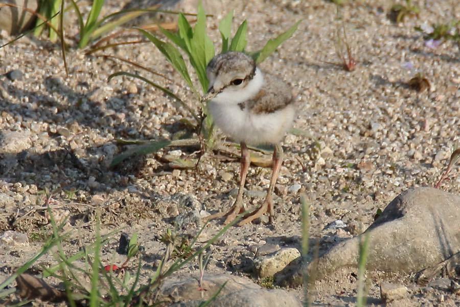 親鳥の懐に入るイカルチドリのヒナ_d0368631_10090949.jpg