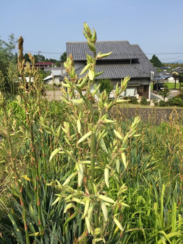 竜舌蘭開花_f0076731_14200036.jpg