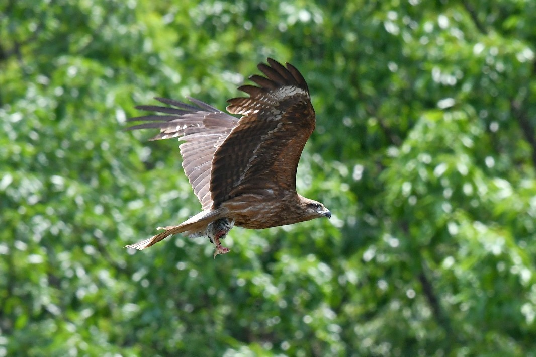 三草山　野鳥編_f0340732_21230038.jpg