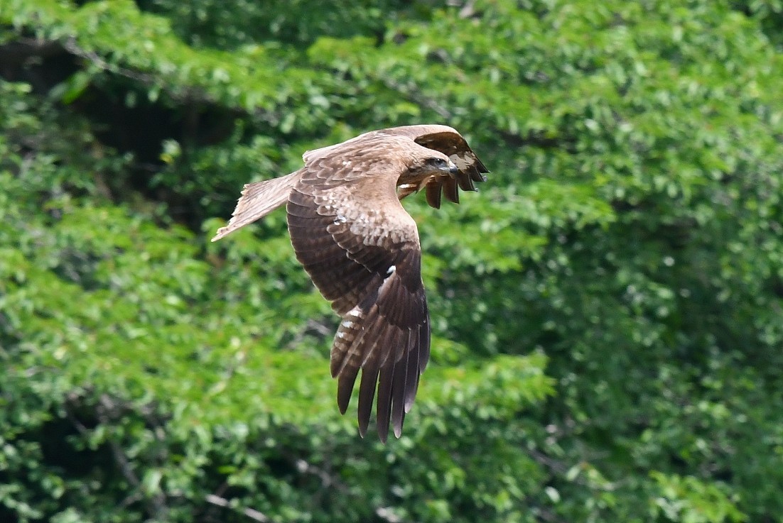 三草山　野鳥編_f0340732_21230062.jpg