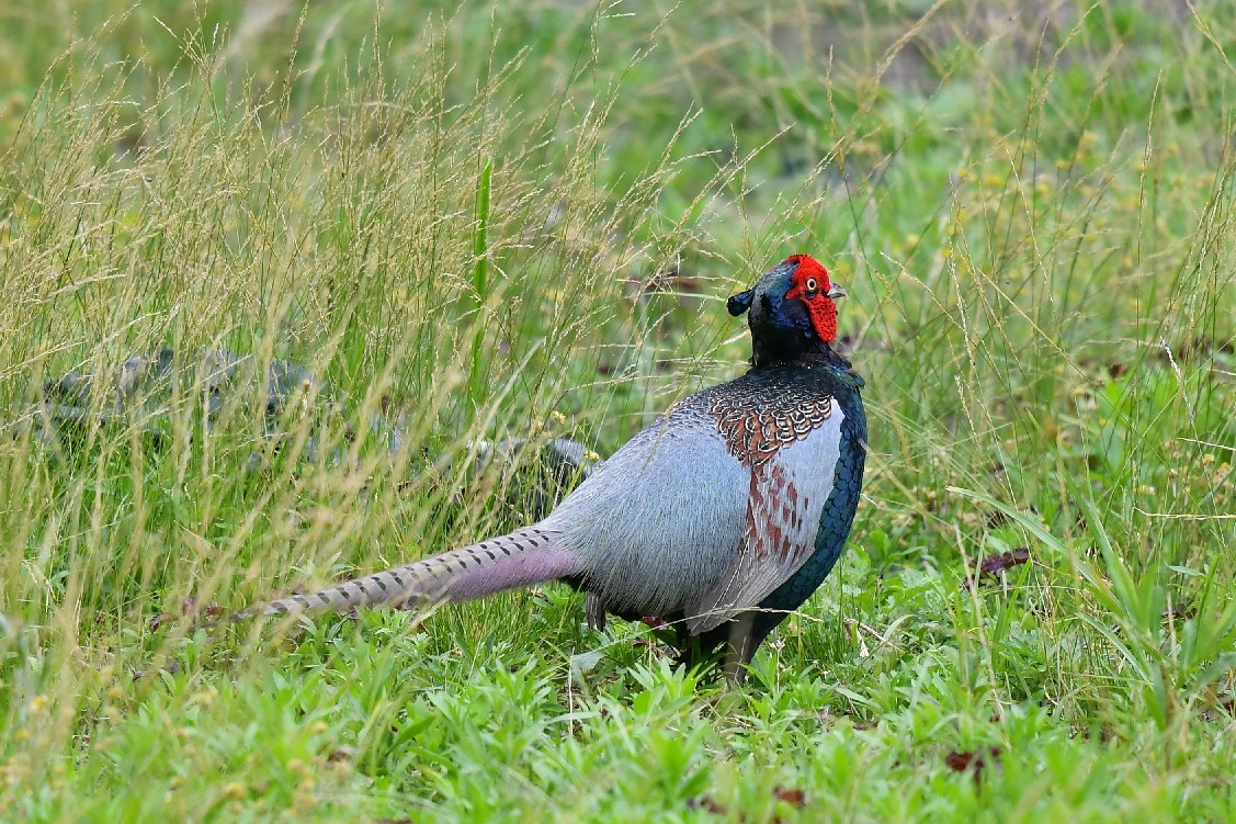 三草山　野鳥編_f0340732_21263785.jpg