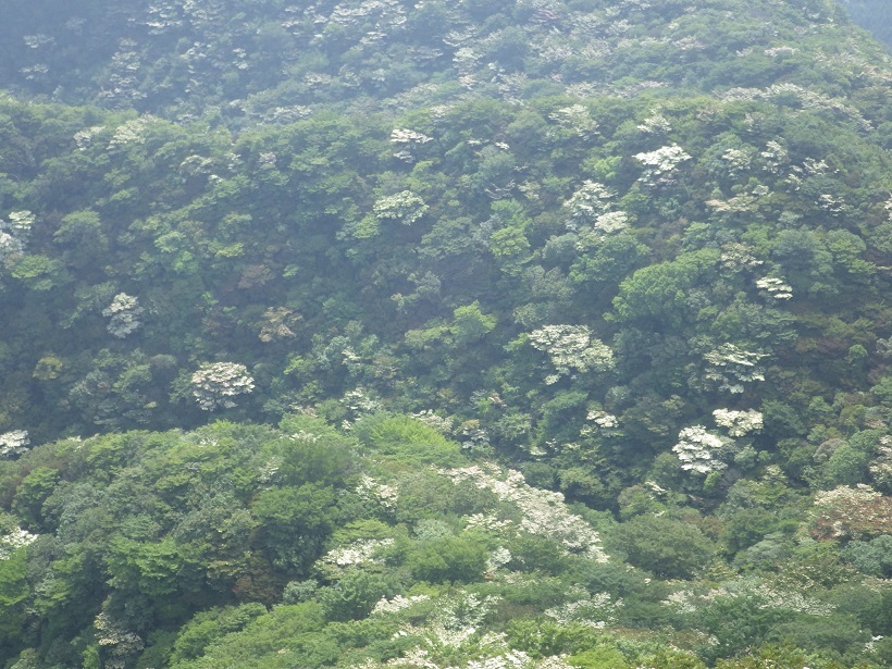 e0164643_20373320.jpg