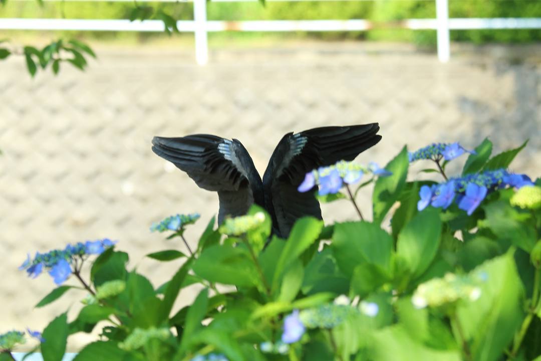 2019総集編その10 / ♪ドヴォルザーク「母が教えてくれた歌」_e0403850_21015740.jpg