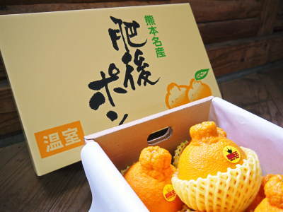 デコポン(肥後ポン)今年度も完売御礼!そして、令和元年度のデコポンも順調に成長中!玉吊り作業の様子_a0254656_17153534.jpg