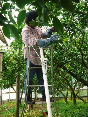 デコポン(肥後ポン)今年度も完売御礼!そして、令和元年度のデコポンも順調に成長中!玉吊り作業の様子_a0254656_17430540.jpg