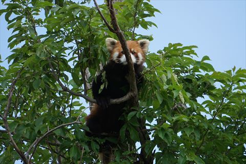 レッサーパンダの腹黒は夜空の色だけど昼間は何色 その1 レッサーパンダ もふてく放浪記
